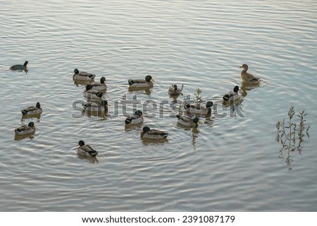 Mallard ducks peacefully glides on a serene lake at sunset