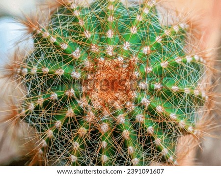 Macro photography of the thorns and shape of a soehrensia tarijensis cactus captured in a green house near the town of Villa de Leyva in central Colombia.