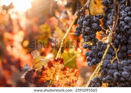 Close up wine grapes with colorful Autumn leaves and morning sunlight in Lodi, California 