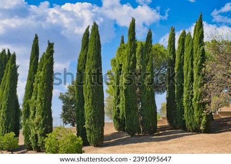 typical Tuscany, columnar cypresses in southern Italy Royalty-Free Stock Photo #2391095647
