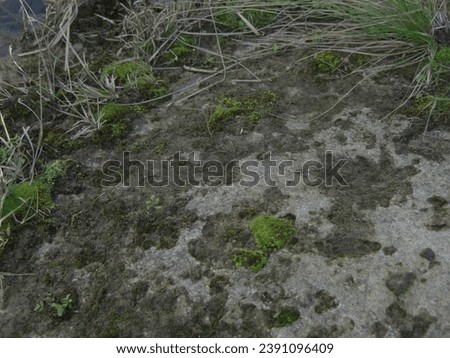 Fungus On Rocks - High Resolution Photo - Stock Photo