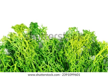 Close-up reindeer lichen on white background Royalty-Free Stock Photo #2391099601