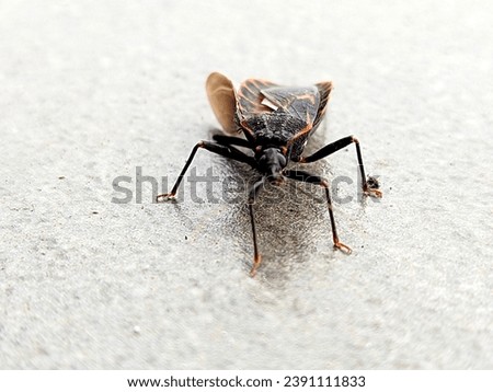 Triatoma sanguisuga is an insect from the subfamily Triatominae, known as the kissing bugs.