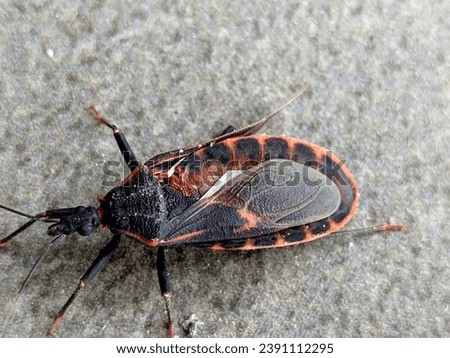 Triatoma sanguisuga is an insect from the subfamily Triatominae, known as the kissing bugs.