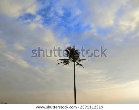 I took a photo of a coconut tree from below using my cellphone in the morning