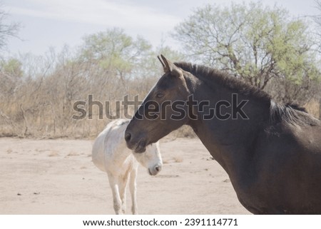 Photograph of a brown horse next to a white donkey in the middle of an arid field.