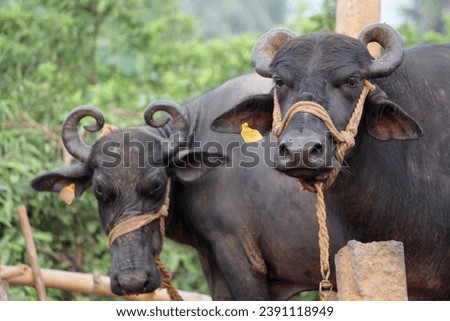 close up shot of buffalo italian buffalo and indian buffalo Royalty-Free Stock Photo #2391118949