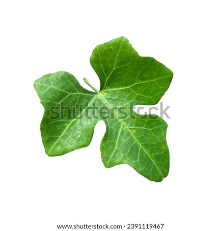 leaves on white background isolated for project decoration.