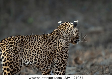 Male Leopard in its natural habitat 