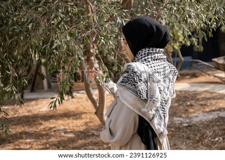 Female holding branch of olive tree while wearing palestinian keffiyeh in the field Royalty-Free Stock Photo #2391126925
