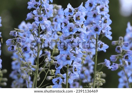 Delphinium elatum in the garden. Double blue flower. Royalty-Free Stock Photo #2391136469
