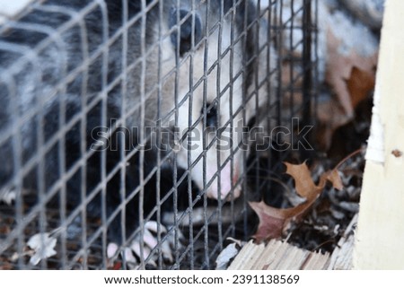 Opossum in a metal cage
