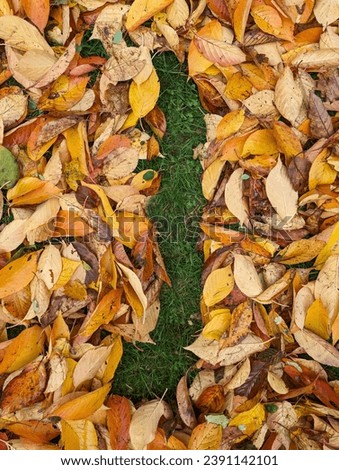 The letter J formed from colorful autumn leaves on grass