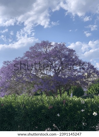 A stunning spring picture, showing the blossoming of trees in their bright and unique colours, a picture that attracts psychological comfort and visual nourishment