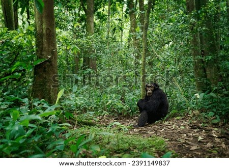 Common or Robust Chimpanzee - Pan troglodytes also chimp, great ape native to the forest and savannah of tropical Africa, humans closest living relative, in the rainforest of Uganda, Cameroon, Congo. Royalty-Free Stock Photo #2391149837