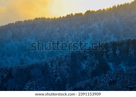 Pine forest in a cold day in November Royalty-Free Stock Photo #2391153909