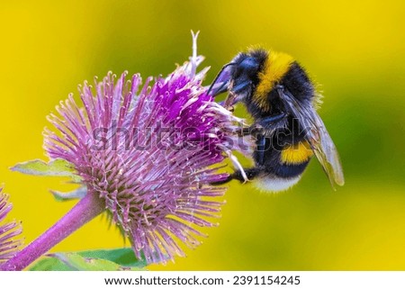 Closeup of a Bombus terrestris, the buff-tailed bumblebee or large earth bumblebee, feeding nectar of pink flowers  Royalty-Free Stock Photo #2391154245