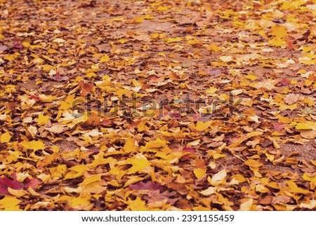 Autumn yellow and red leaves Background and texture. Colorful autumn