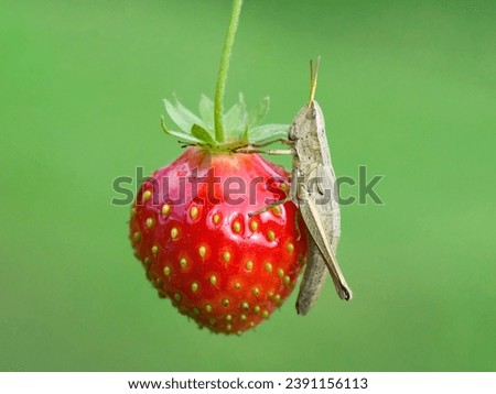 green grasshopper closeup on red strawberry on green background