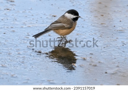 A Black-capped Chickadee shows why it’s the Maine State Bird, checking out the ice on a pond in autumn.