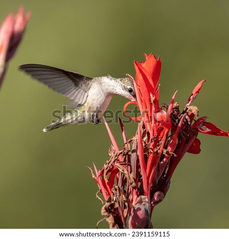 A ruby-throated hummingbird in flight, gathering nectar from a bright red canna lily. 
