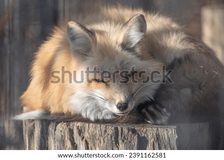 Close-up of beautiful Red Fox sleeping on tree stump in the Finger Lakes Region of New York.
