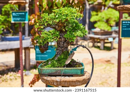 Chinese Elm bonsai tree on pedestal with tag and small miniature trees in background