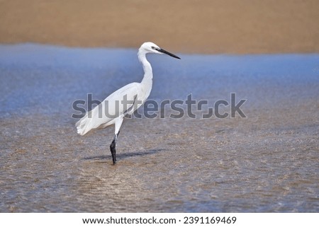Little Egret (Egretta garzetta) standing in the shallow water of a lagoon, with brown sand in the background   Royalty-Free Stock Photo #2391169469