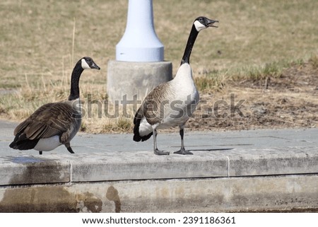 wild canada goose honking into the air in a public park  Royalty-Free Stock Photo #2391186361