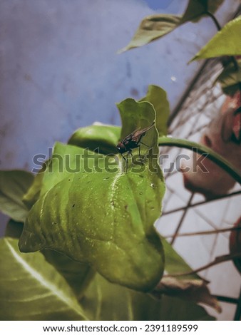 Portrait of a fly landing on leaves looking for food