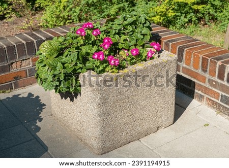 Road Flower Pot, Street Bed, Plant Boxes Modern City Floristry, Urban Flowerbeds Design, City Flowers Landscaping, Blooming Pots on Summer Street Royalty-Free Stock Photo #2391194915