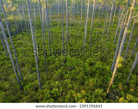 sunrise aerial view of Florida forest with pine trees and palmetto - Apalachicola National Forest Royalty-Free Stock Photo #2391196641