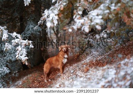 solitary Nova Scotia Duck Tolling Retriever dog stands amidst a dusting of snow, a blend of autumn warmth and winter's chill Royalty-Free Stock Photo #2391201237