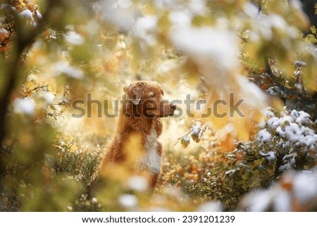 Contemplative dog among snowy foliage. A Nova Scotia Duck Tolling Retriever is captured mid-thought in a serene, snow-kissed forest setting Royalty-Free Stock Photo #2391201239