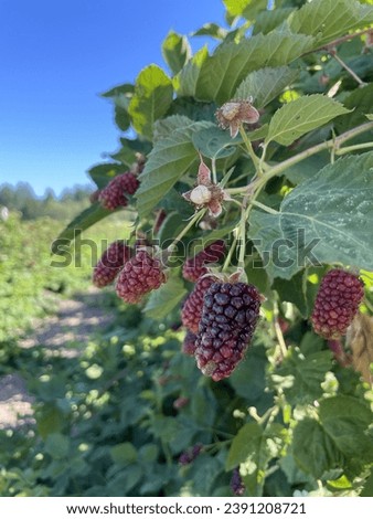 Chester Blackberries on a farm in Oregon. The red color means the are slightly underripe. A rich purple or black color means they are ready to pick.