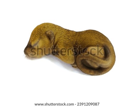 Baby squirrel isolated on white background.