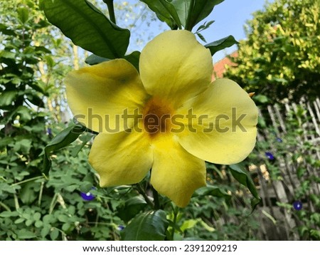 bunga terompet emas aka allamanda is an ornamental flower that symbolizes happiness