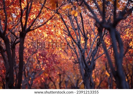 Stunning forest scenery in autumn,Beautiful sunrays in morning forest