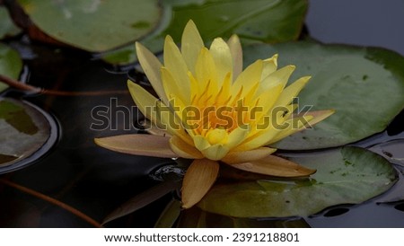 lotus flower blooming in the garden