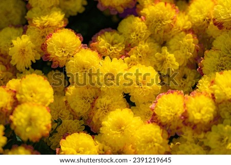 a picture of small yellow wild chrysanthemums