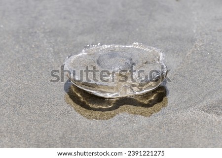 picture of a jellyfish lying in the sand of a sea beach