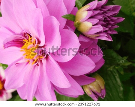 Flower with Colorful Bokeh Background