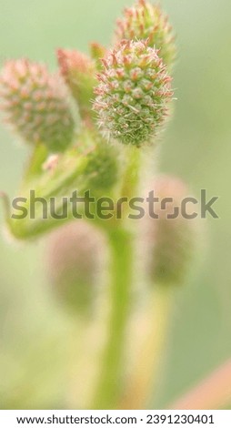 macro,beautiful flowers with blur leaf background