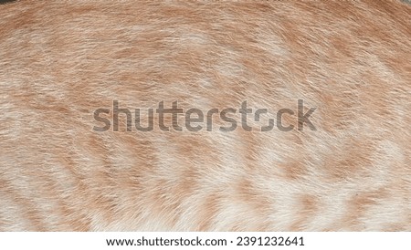 orange cat fur texture for background