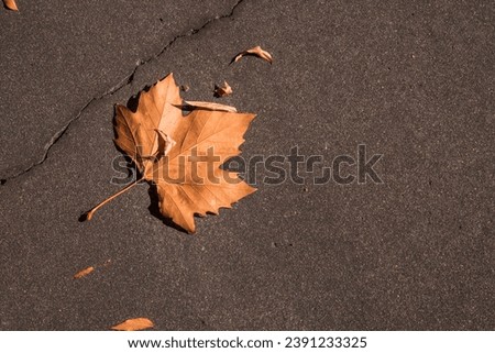 autumn leaf laying on ashphalt