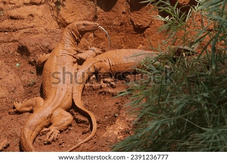 the lizards wallow in the muddy ground