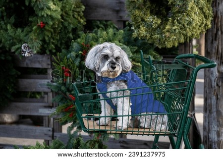 Cute little Miniature Schnauzer dog in a shopping cart in nursery with fresh Christmas wreaths in the background
