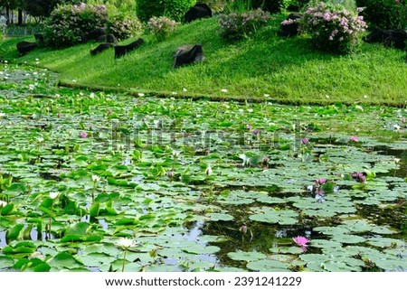 close up of lotus plants in the lake. Beautiful Red and White lotus flower. lotus flower and lotus flower plants,