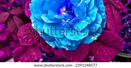 Blue and magenta color tone of a rose flower with water drops. Florida, November 14, 2023