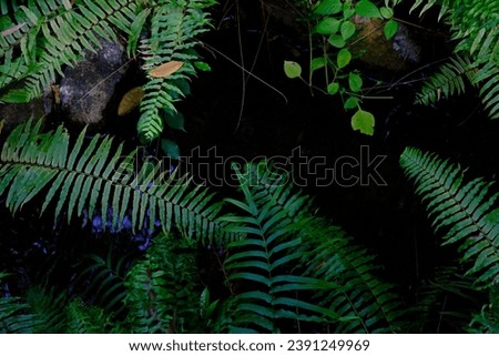 close up of green plants as a nature background